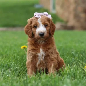 Josie female Mini Goldendoodle