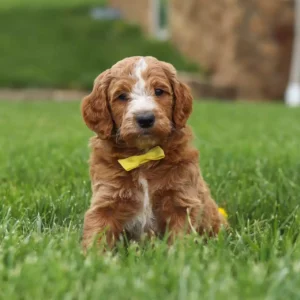 Julius Male Mini Goldendoodle