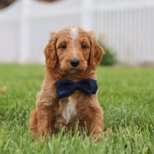 Jeremiah- Male Mini Goldendoodle -