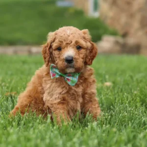 Kenny Male Mini Goldendoodle