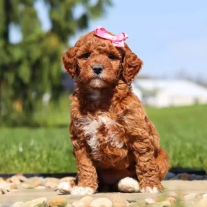 Annie Female Mini Goldendoodle