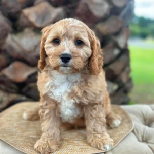 CHASE - Male Toy Cavoodle