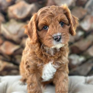 HARIBO - Male Toy Cavoodle