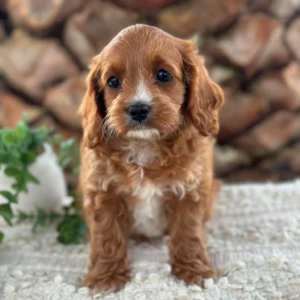 OCEAN - Female Toy Cavoodle