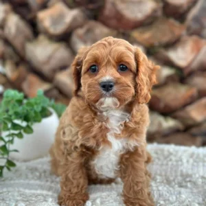 OPHELIA - Female Toy Cavoodle