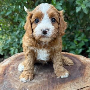 OTIS - Male Toy Cavoodle