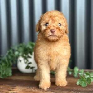 SIMBA - Male Toy Spoodle
