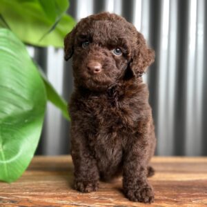 SIMMY - Female Toy Spoodle