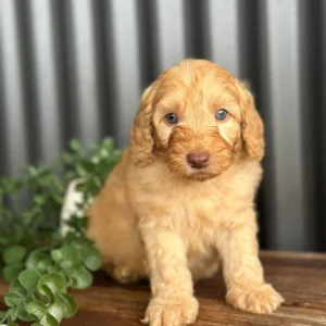 SNOOPY - Male Toy Spoodle