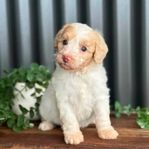 SNOWY - Female Toy Spoodle
