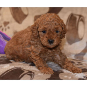 Phoebe female Labradoodle