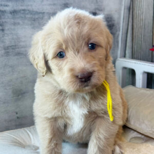 Shoshana female Labradoodle