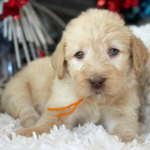 Ivy female Labradoodle