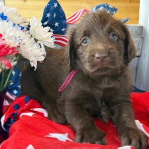 Aster male Labradoodle