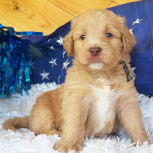 Ren- male Labradoodle